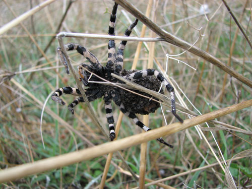 Lycosa tarantula
